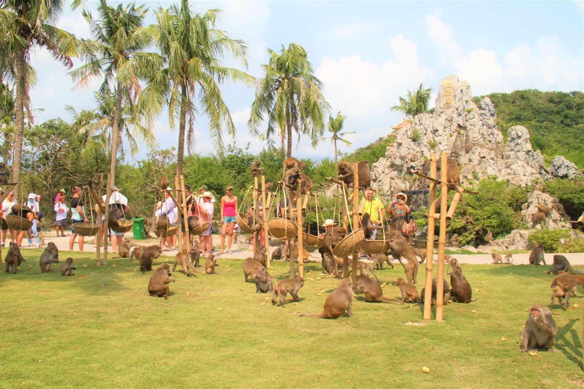 đảo khỉ suối hoa lan